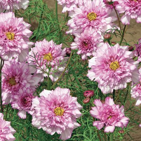 Pink Bicolor Double Click, Cosmo Seeds - Packet image number null